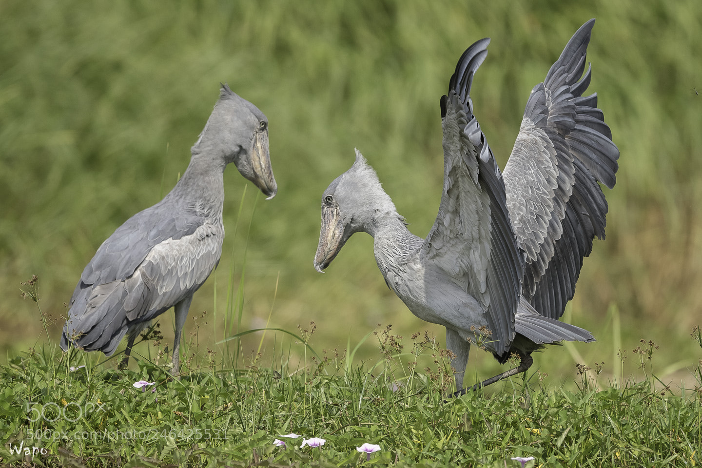 Nikon D500 sample photo. Shoebills greetings photography