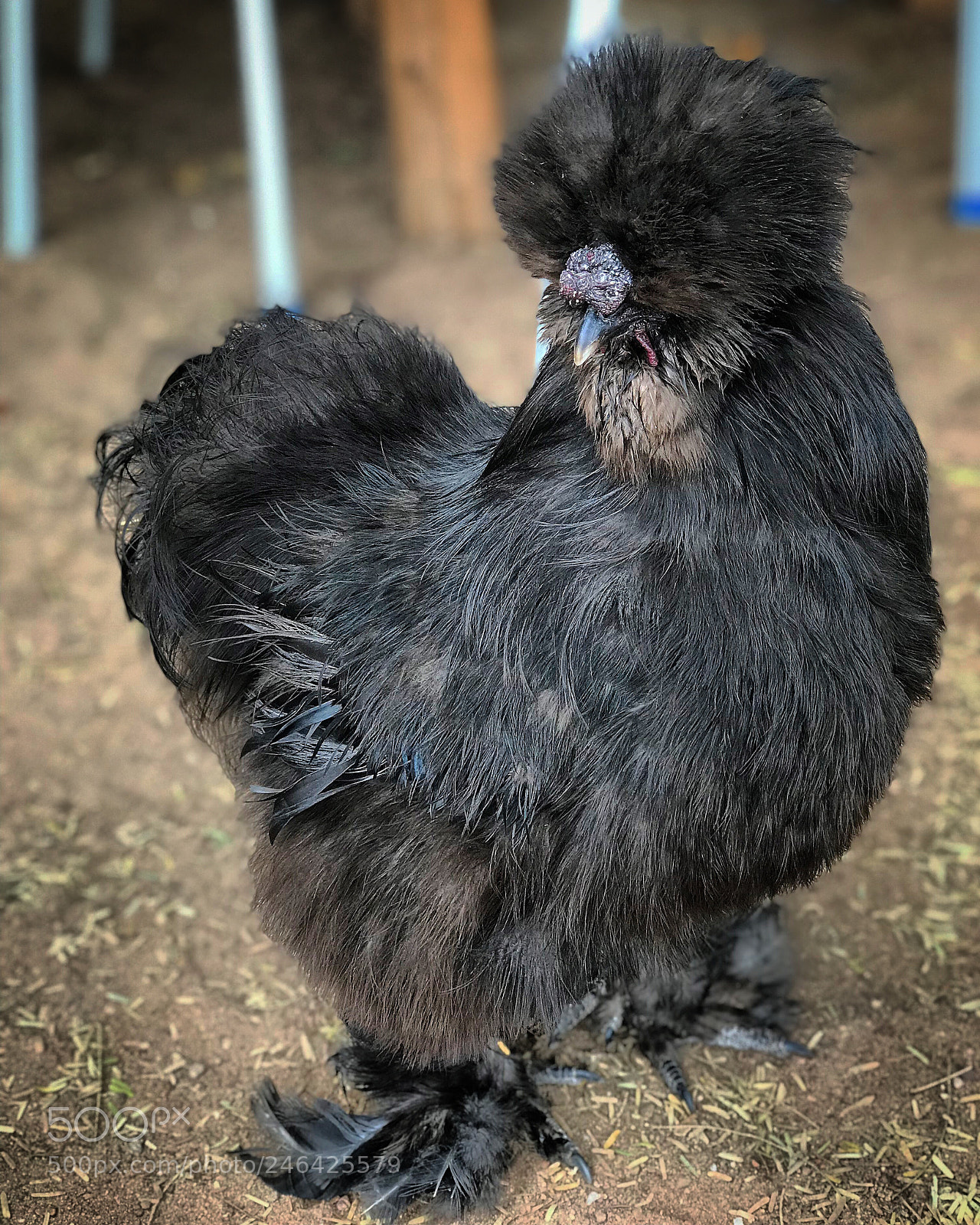 Apple iPhone 7 Plus sample photo. Strange bird ... photography