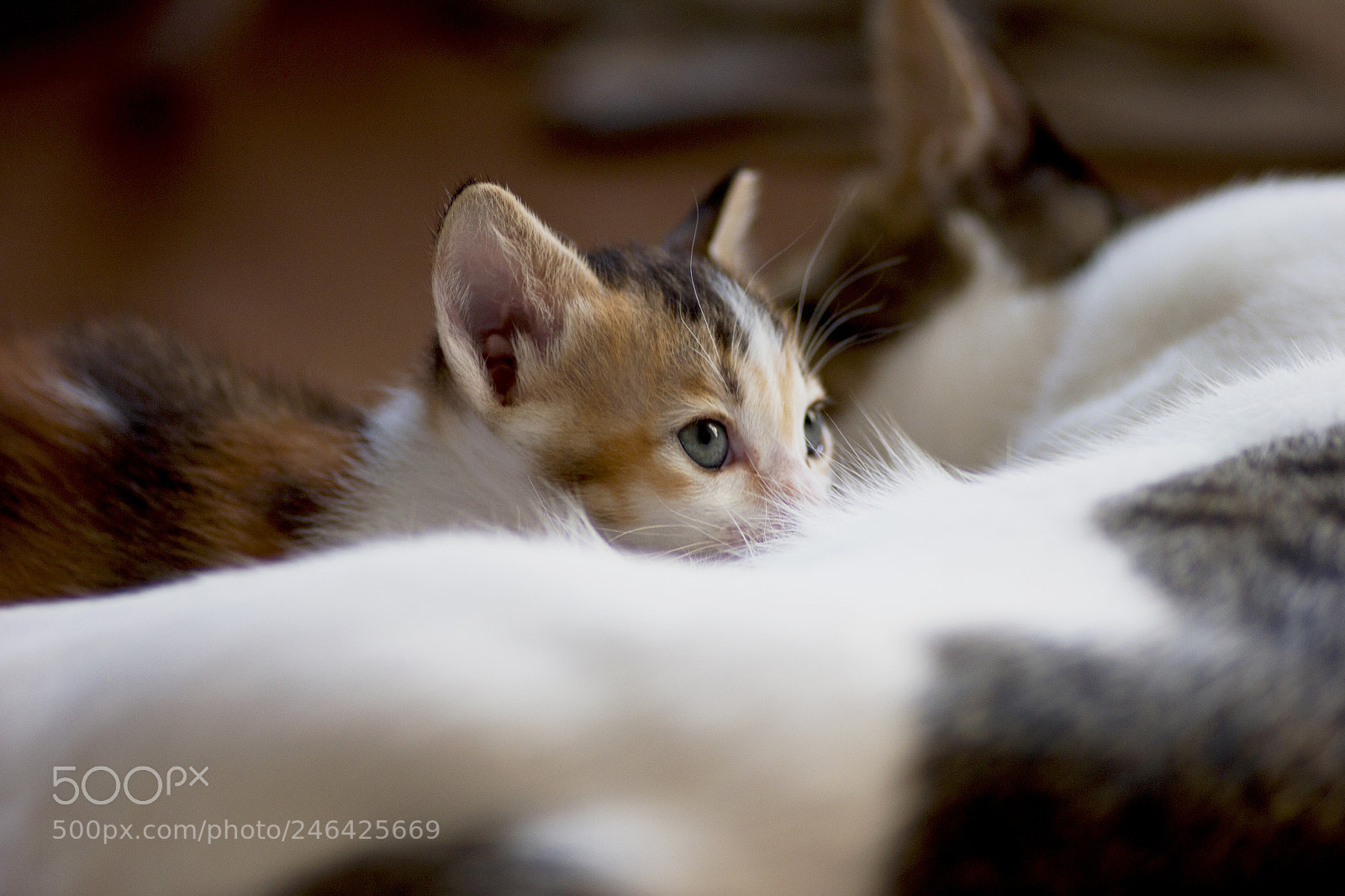 Canon EOS 550D (EOS Rebel T2i / EOS Kiss X4) sample photo. Innocent eyes photography