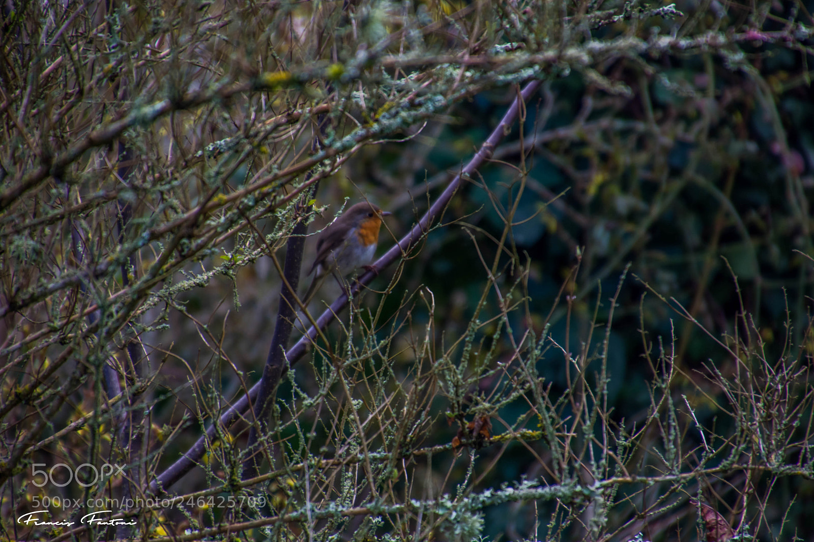 Nikon D7200 sample photo. Rouge gorge branché photography