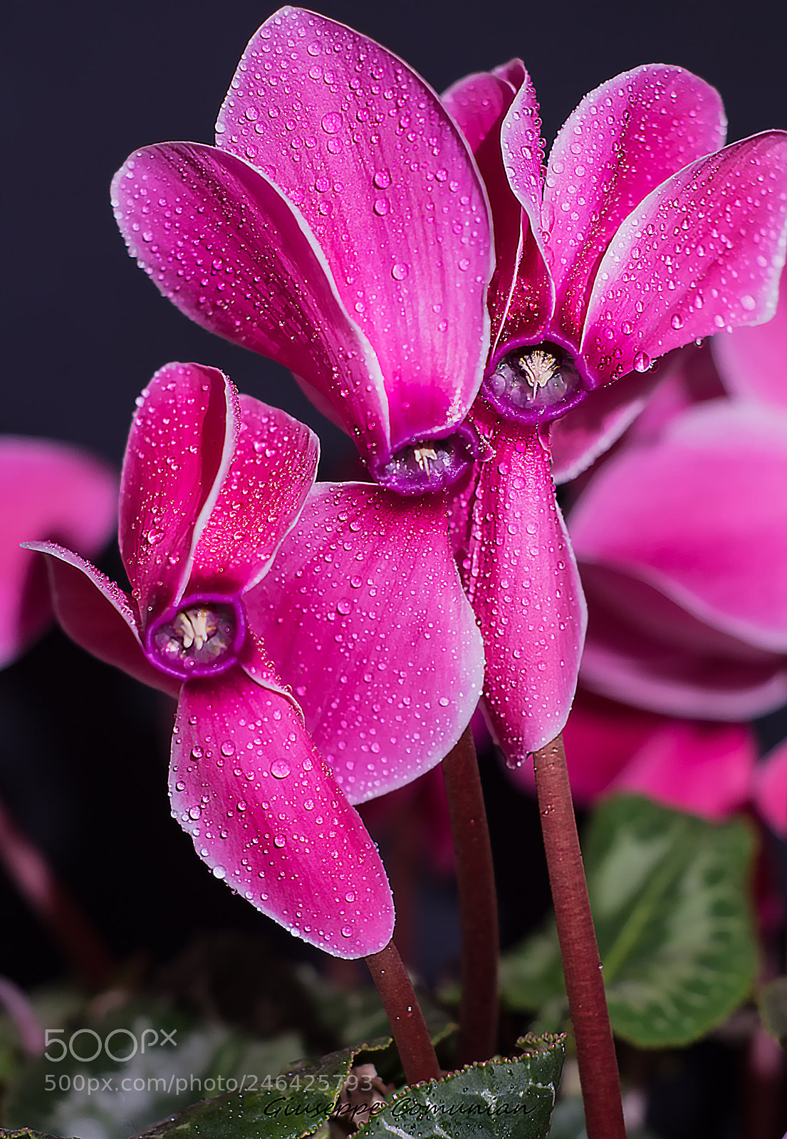 Nikon D7200 sample photo. Ciclamino photography