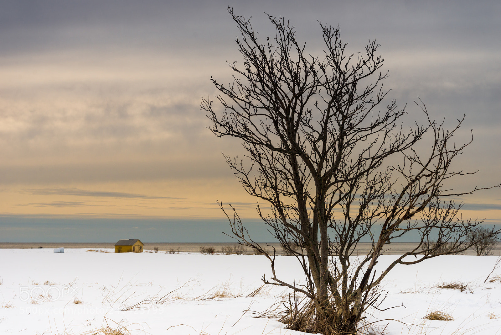 Nikon D610 sample photo. Tree at coastline vesteralen photography