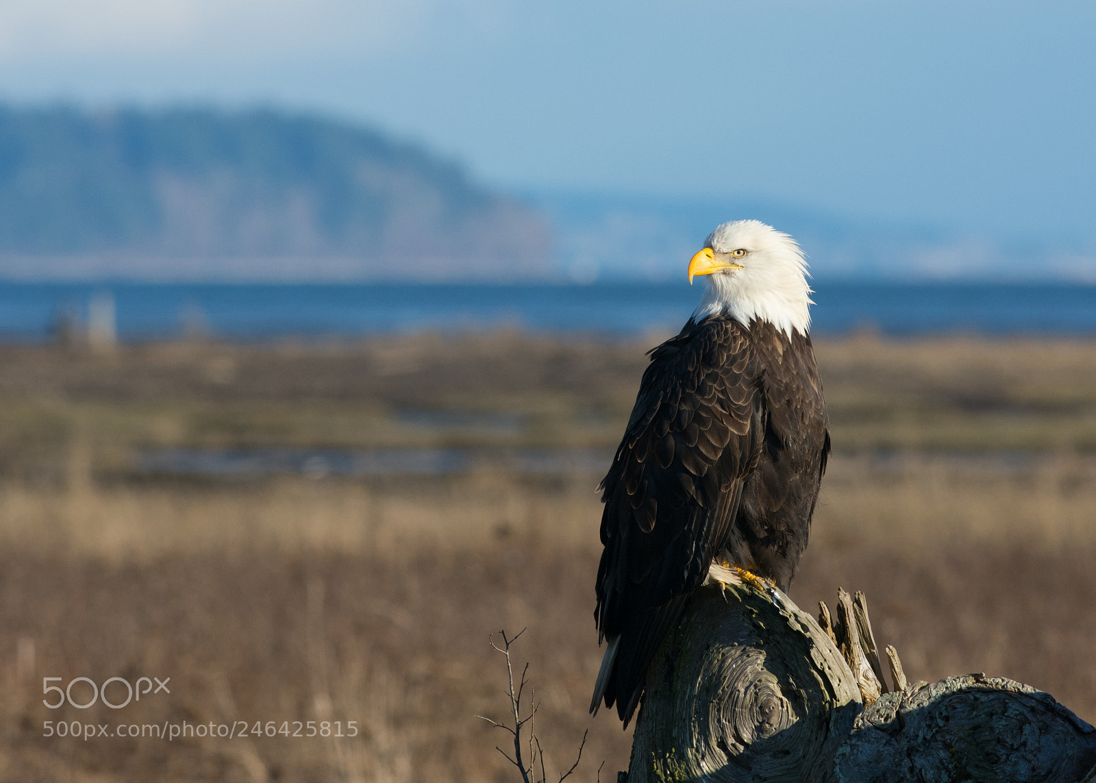 Nikon D7200 sample photo. Bald eagle, boundary bay photography