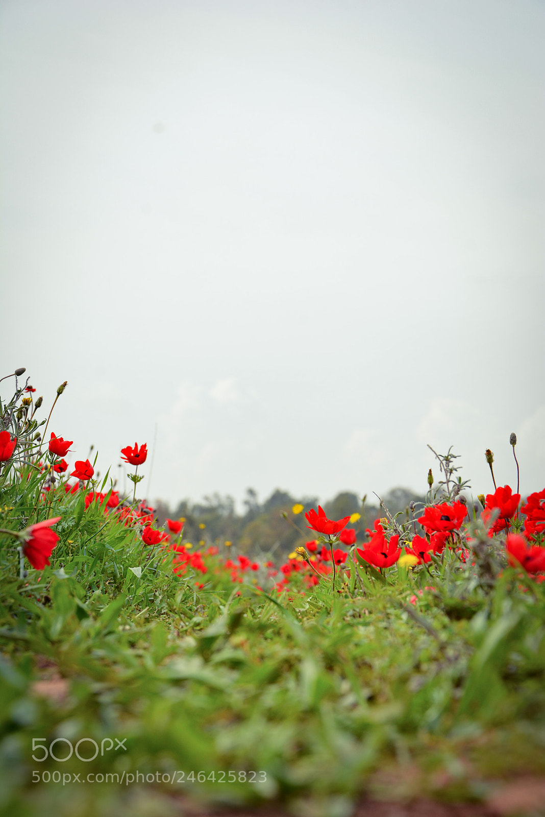 Nikon D7100 sample photo. Edited photography