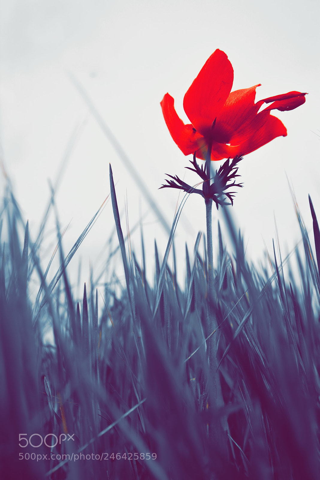 Nikon D7100 sample photo. Edited photography