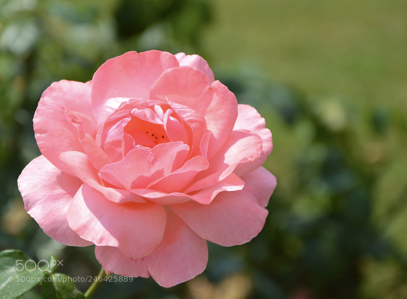 Nikon D3200 sample photo. A rose found in photography