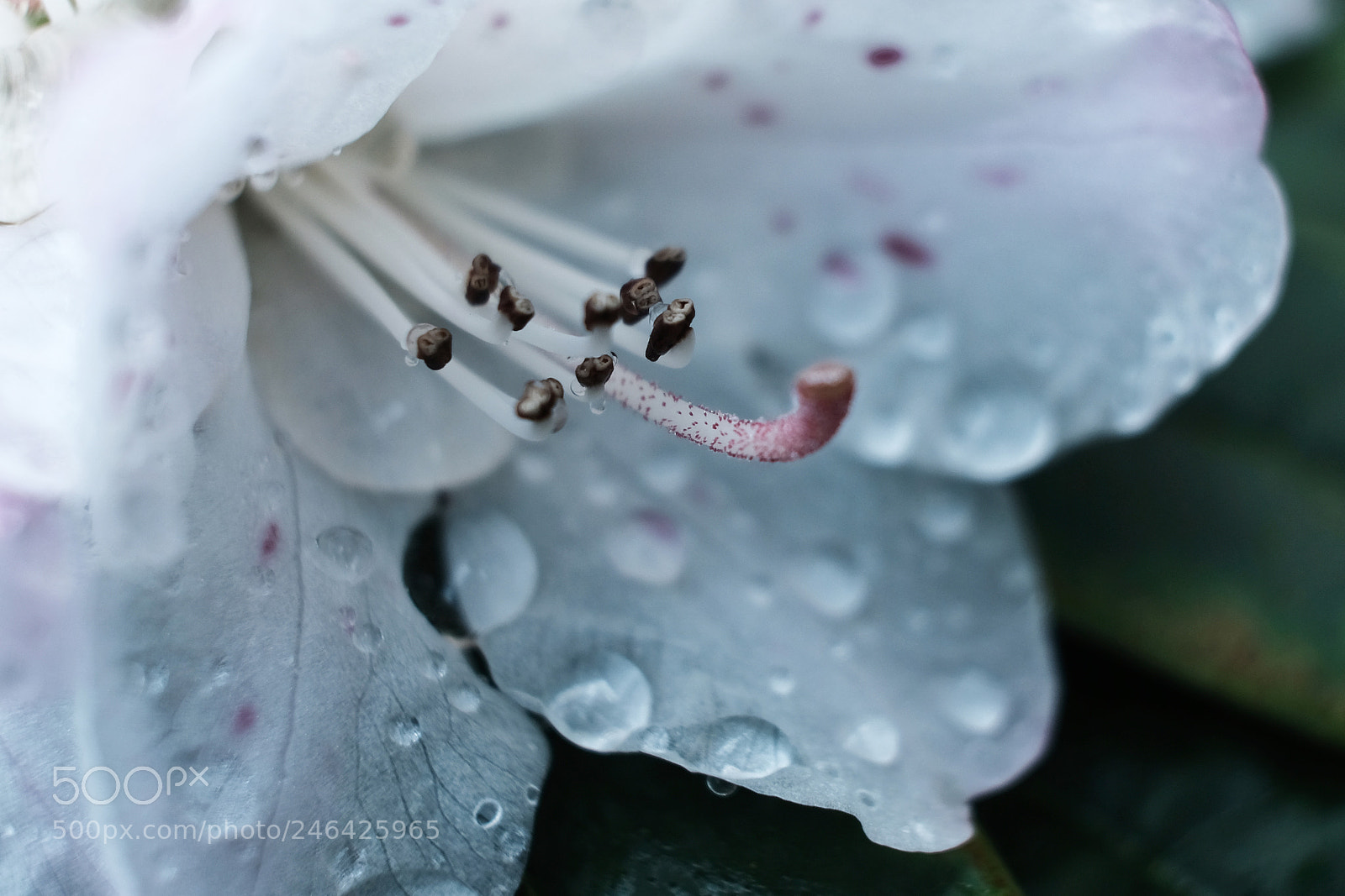 Fujifilm X-Pro2 sample photo. White blossom photography