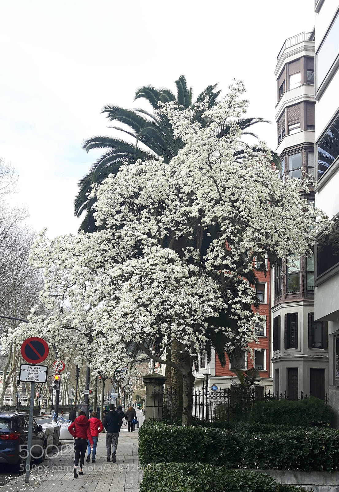 Samsung Galaxy S5 Neo sample photo. Flor de un d photography