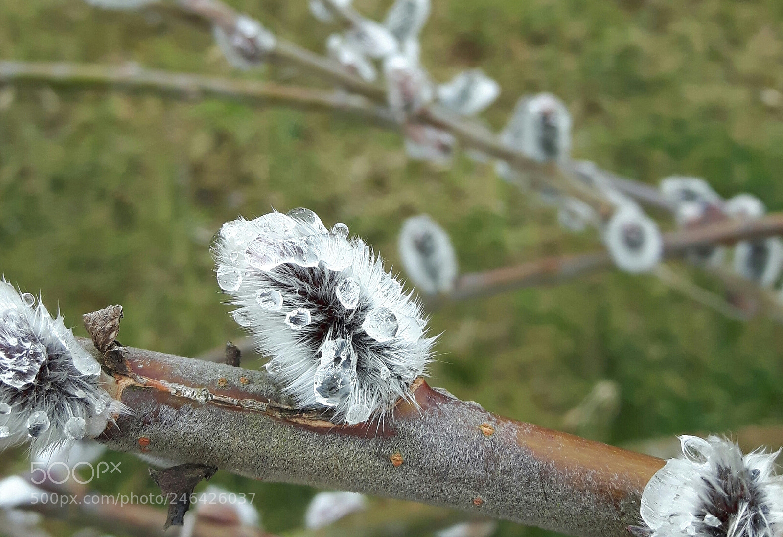 Samsung Galaxy S5 Neo sample photo. Untitled photography