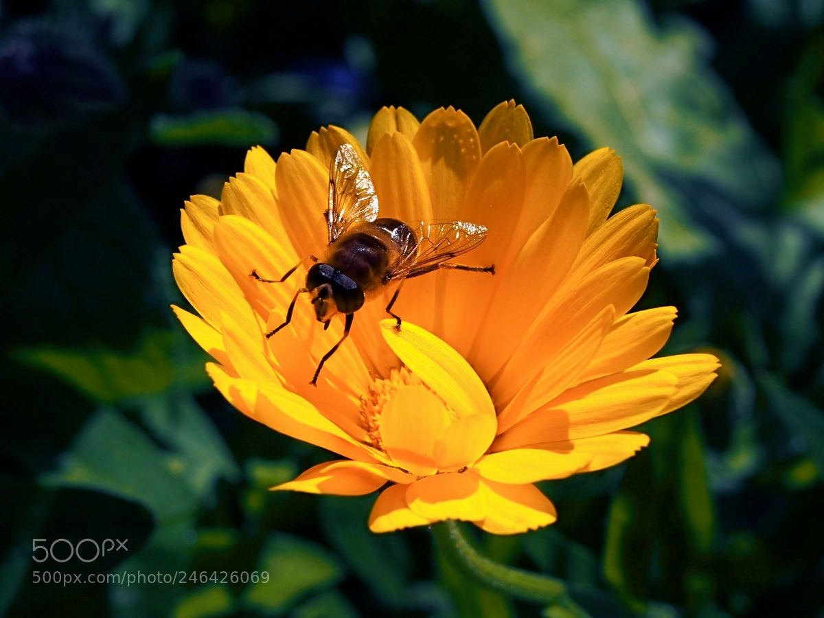 Olympus OM-D E-M5 sample photo. La mouche photography