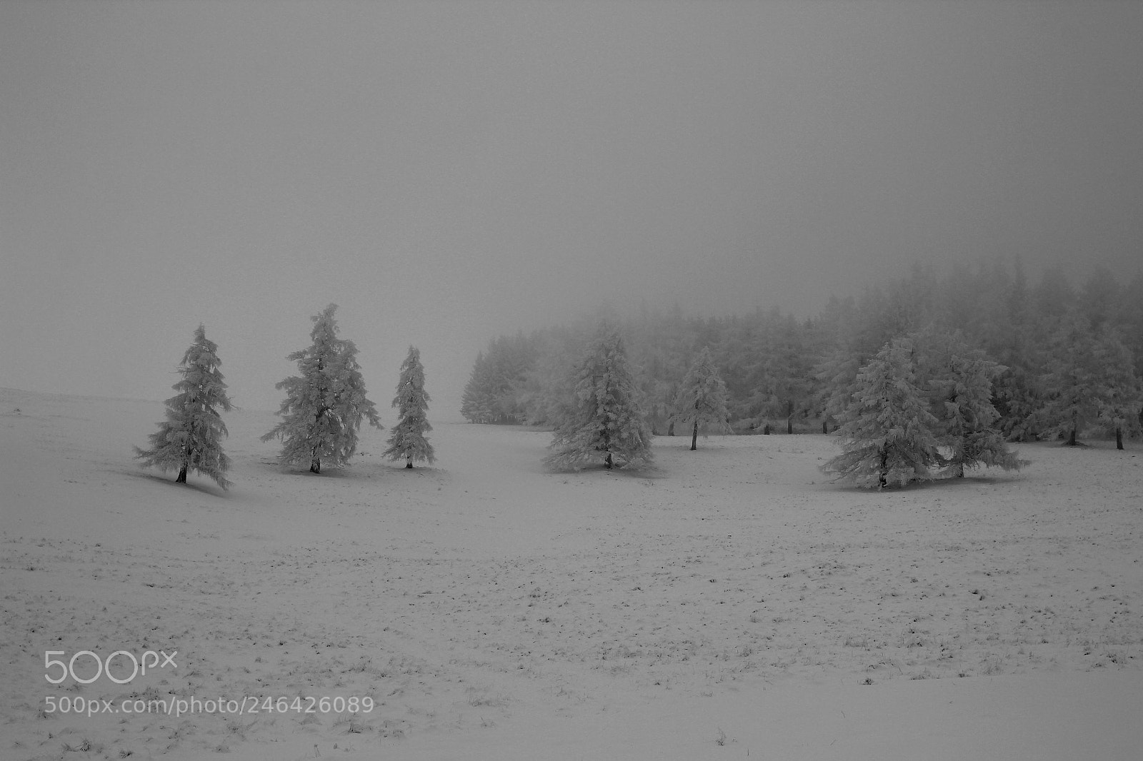 Canon EOS 600D (Rebel EOS T3i / EOS Kiss X5) sample photo. Trees in ice and photography