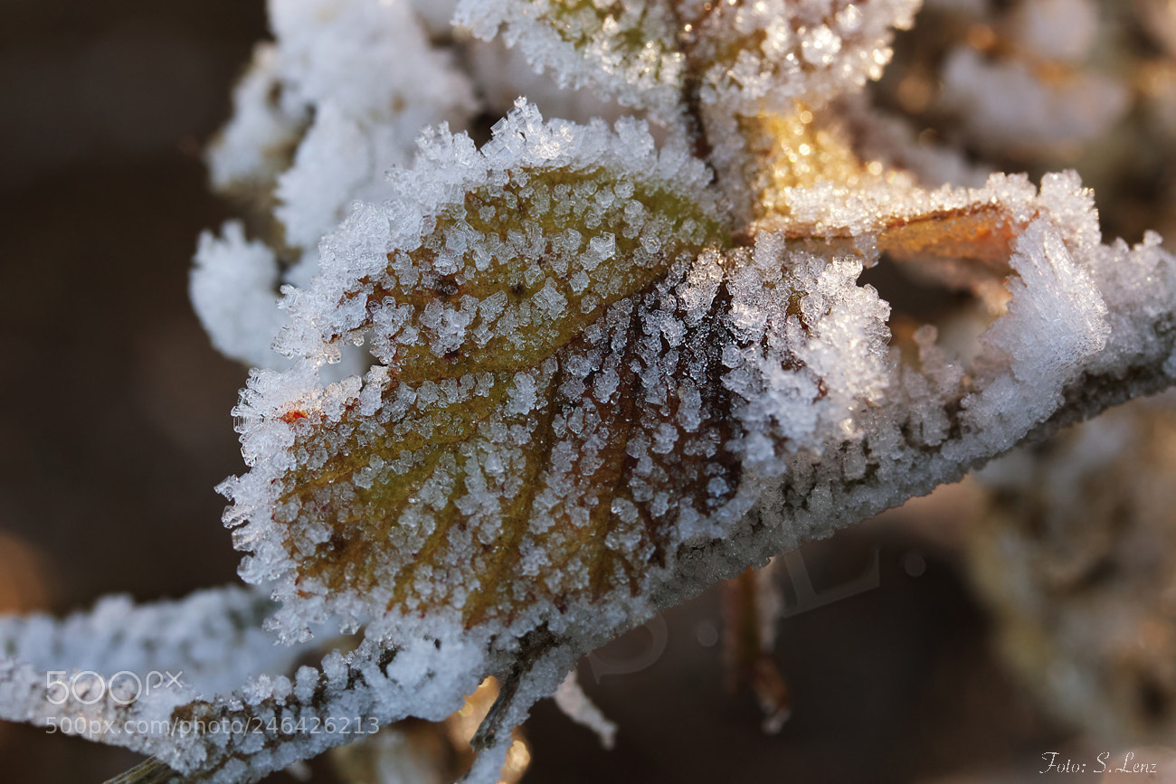 Canon EOS 650D (EOS Rebel T4i / EOS Kiss X6i) sample photo. Frozen photography