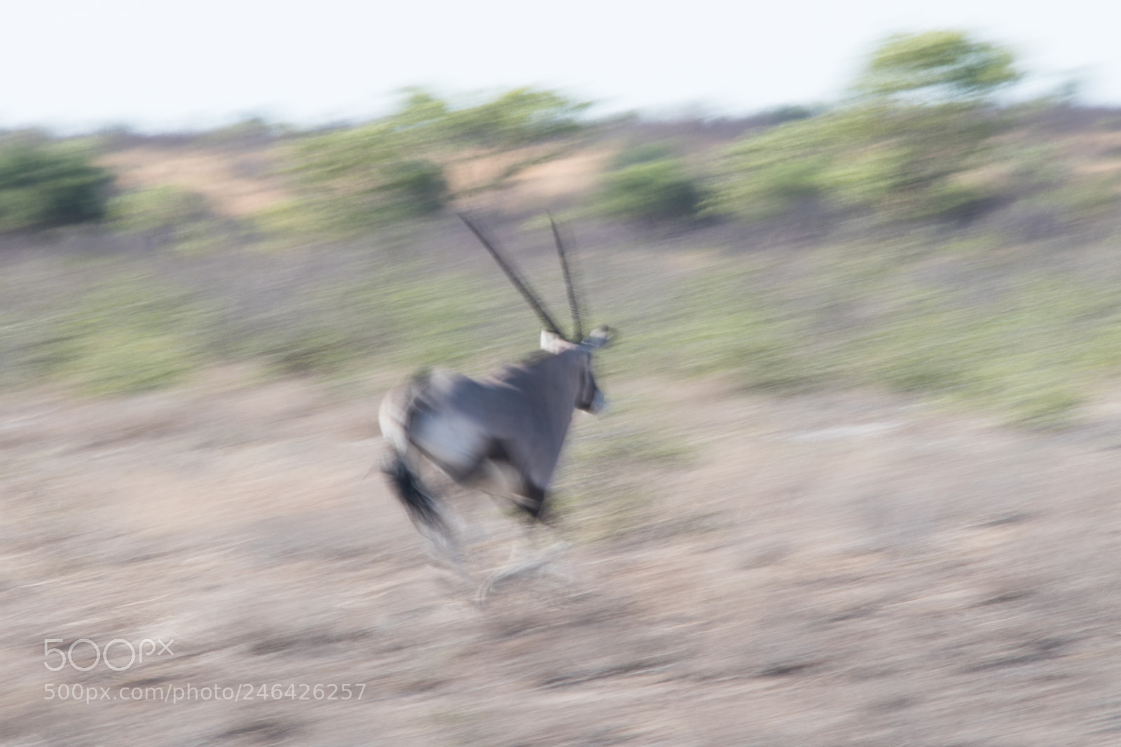 Canon EOS 7D Mark II sample photo. Oryx flight photography