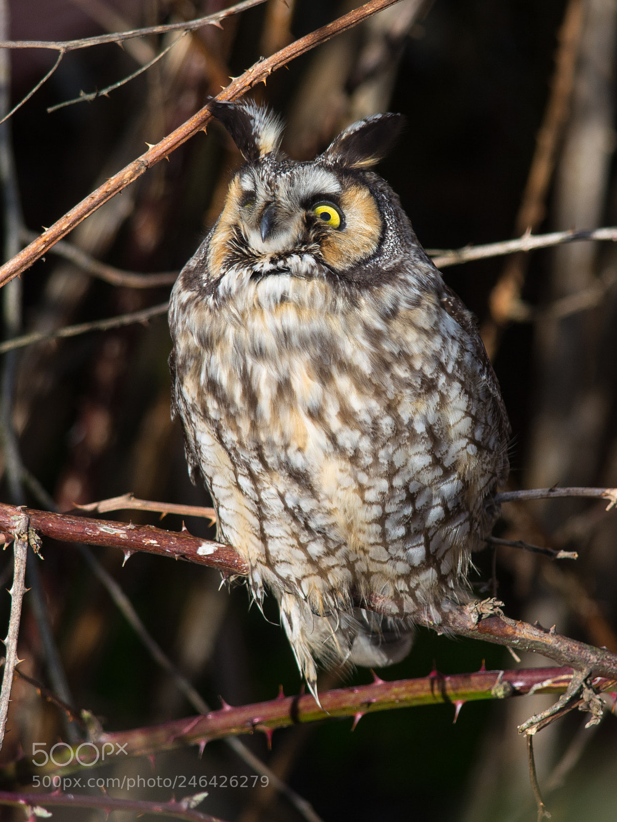 Nikon D7200 sample photo. Long-eared owl watches airplane photography