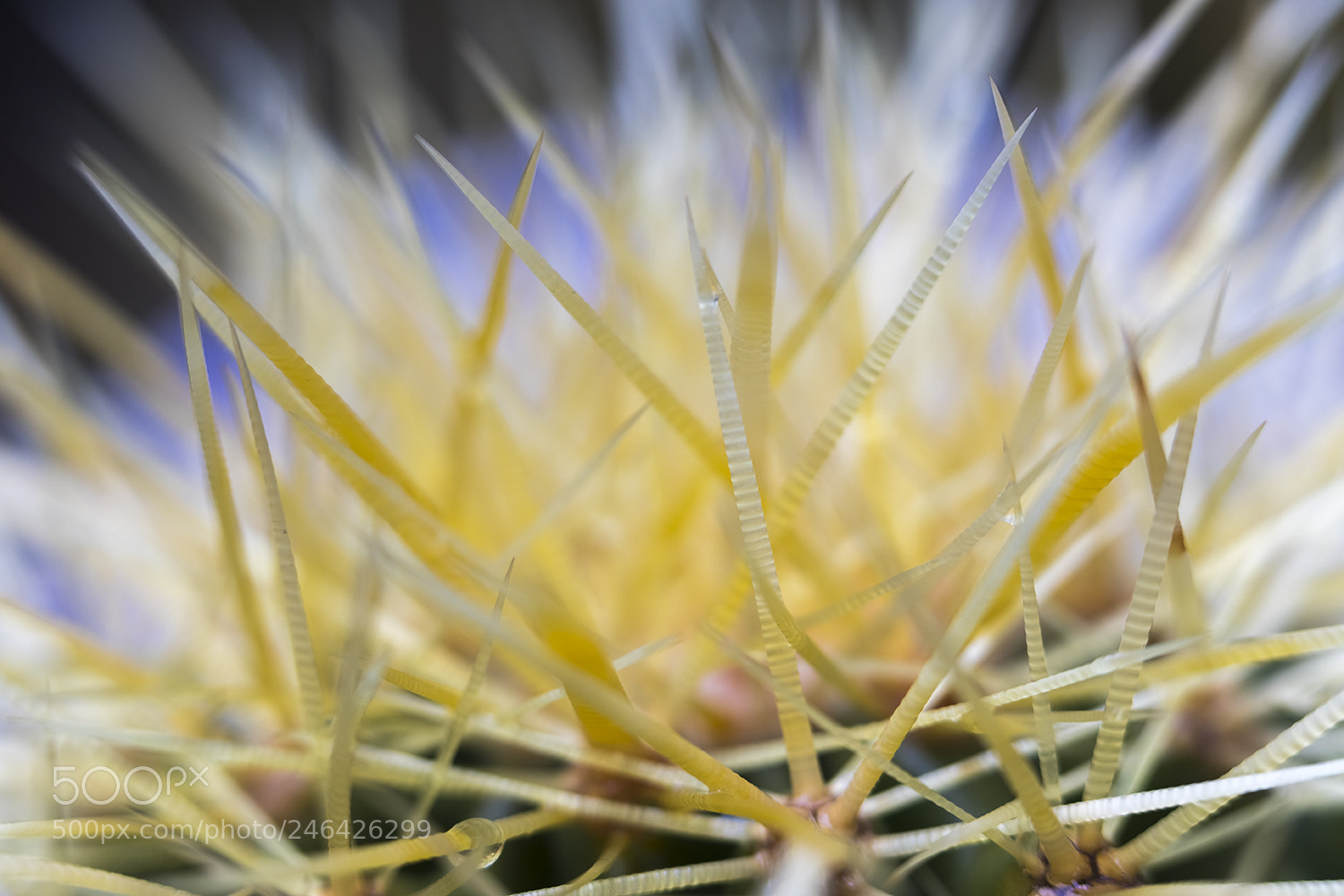 Canon EOS 6D Mark II sample photo. Cactus photography