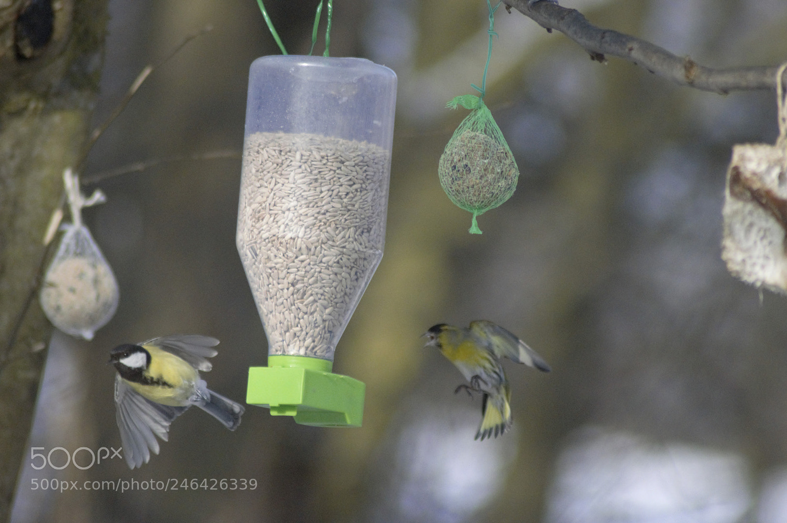 Nikon D3200 sample photo. Flying birds photography
