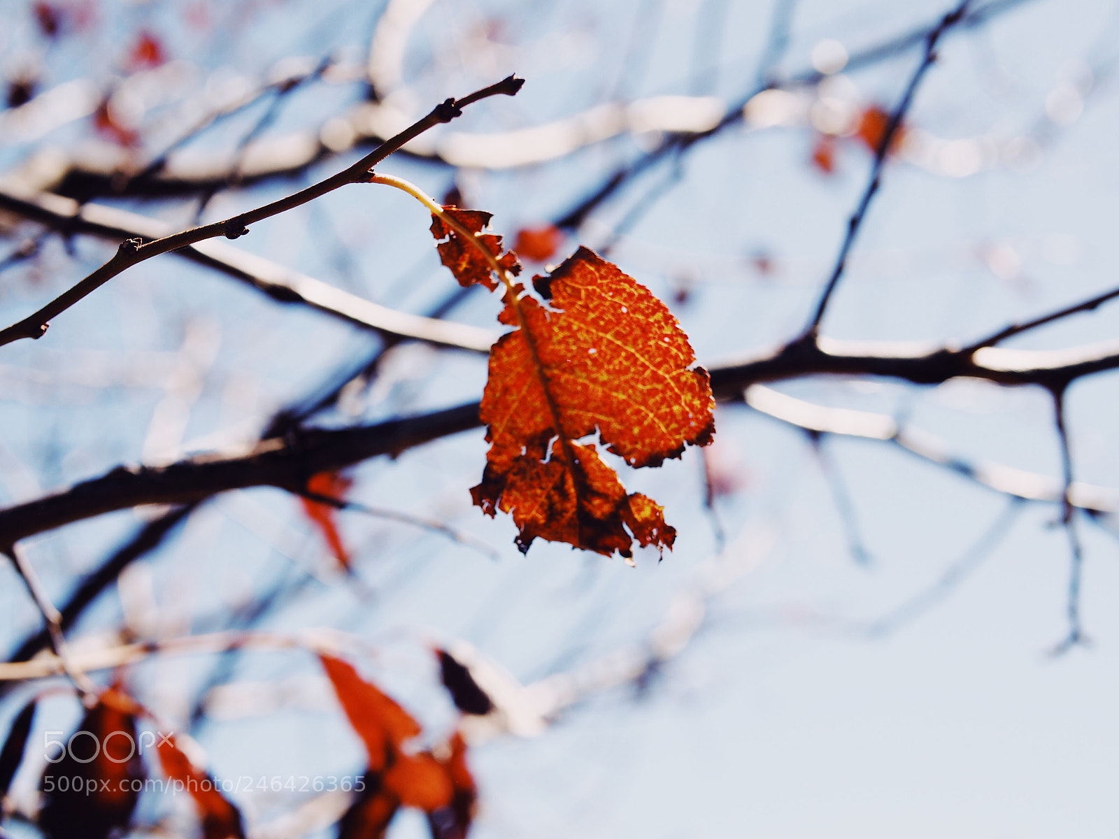 Olympus PEN E-PL5 sample photo. Waiting for autumn photography