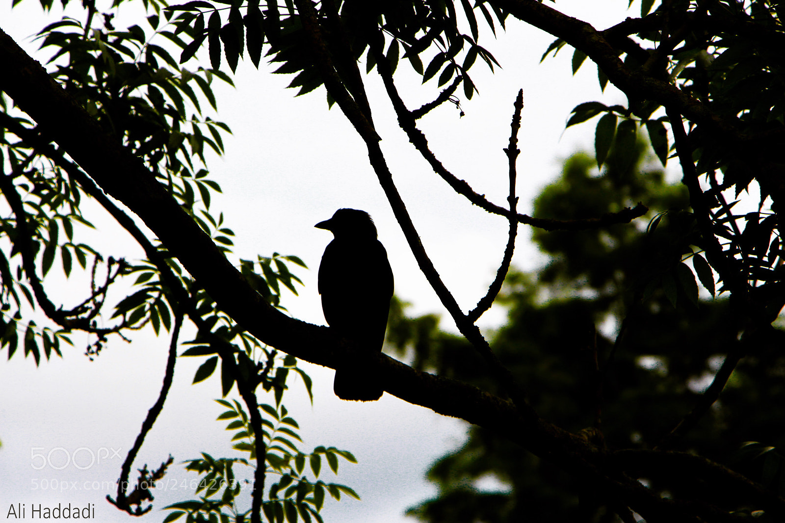 Canon EOS 700D (EOS Rebel T5i / EOS Kiss X7i) sample photo. Bird on tree photography