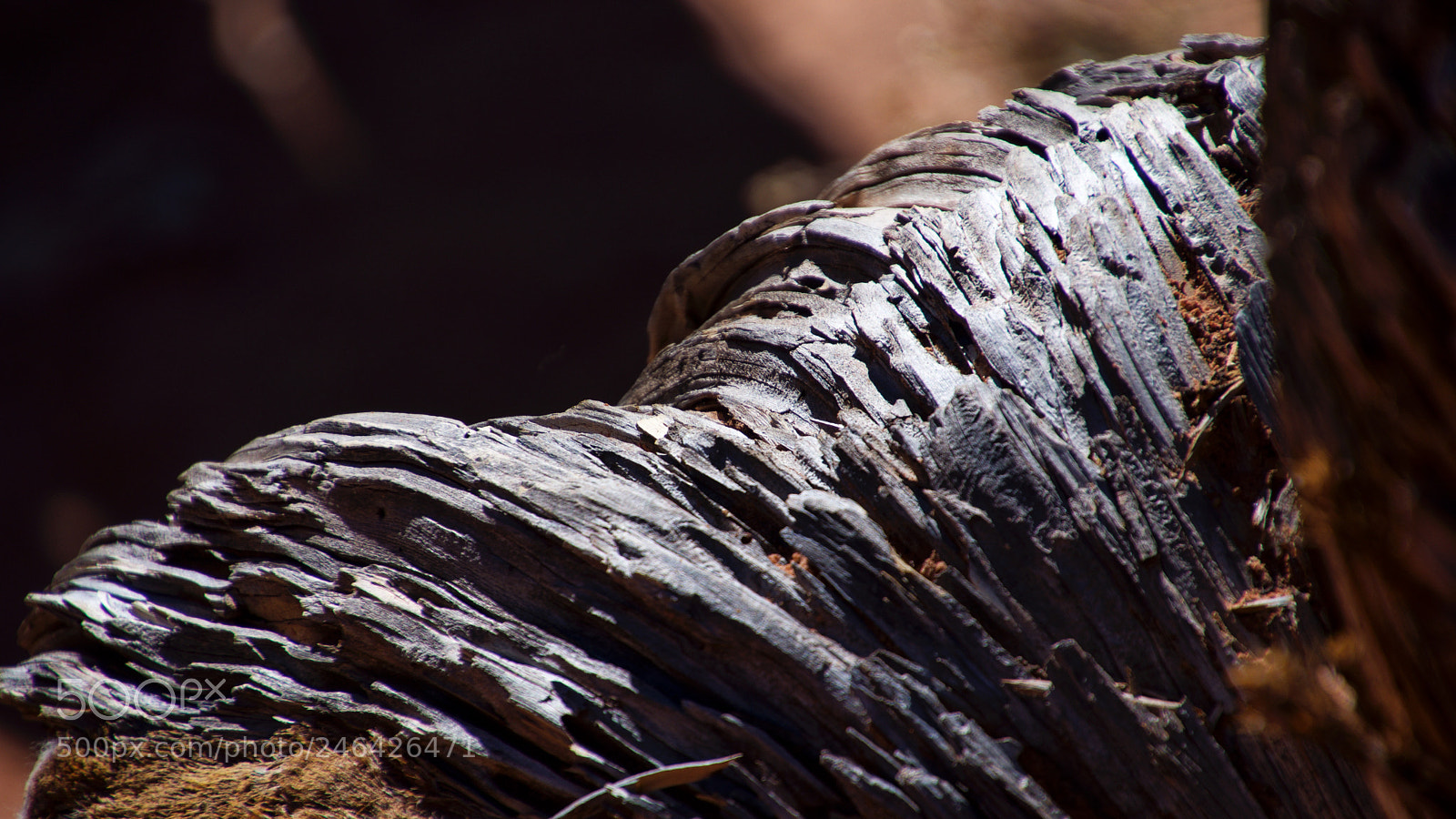Nikon D7200 sample photo. Petrificado photography