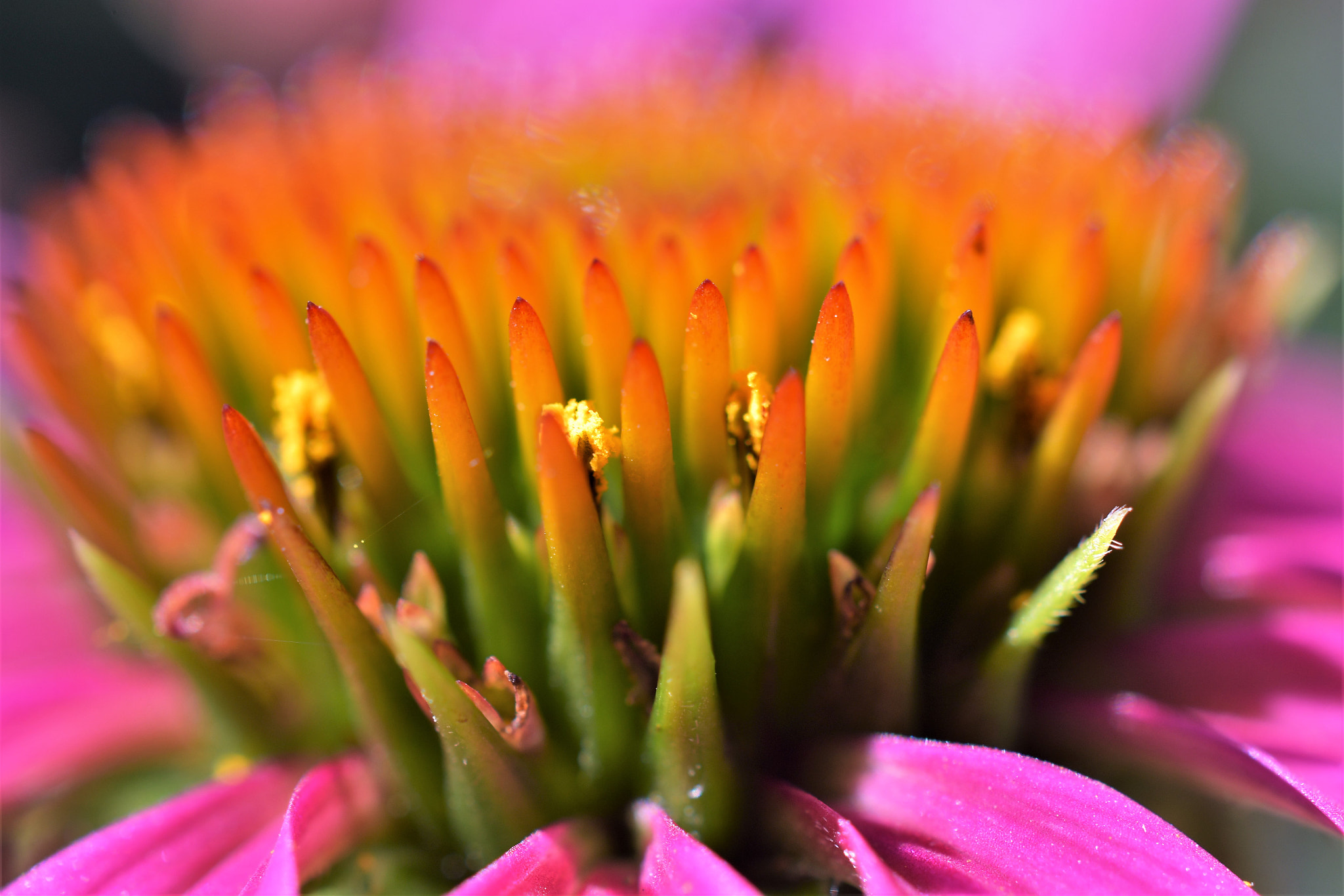 Nikon D500 + Nikon AF-S DX Micro Nikkor 40mm F2.8 sample photo. Echinacea purpurea photography