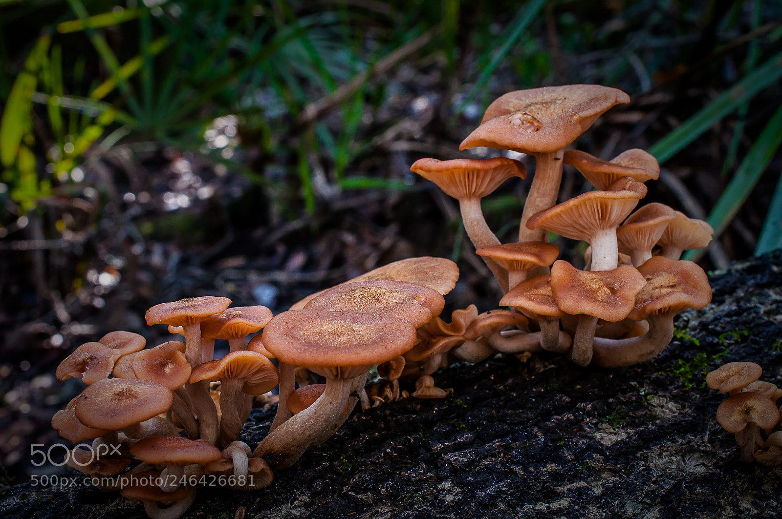 Nikon D5000 sample photo. Bunch of mushrooms hillsborough photography