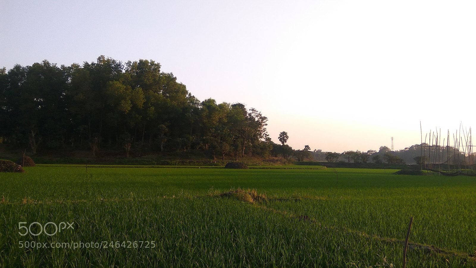 Xiaomi Redmi Note3 sample photo. Untitled photography