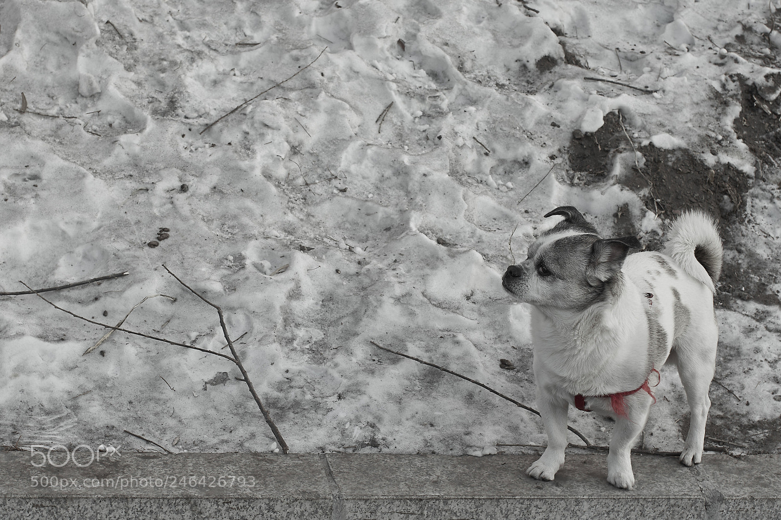 Sony a7R II sample photo. 新年 photography