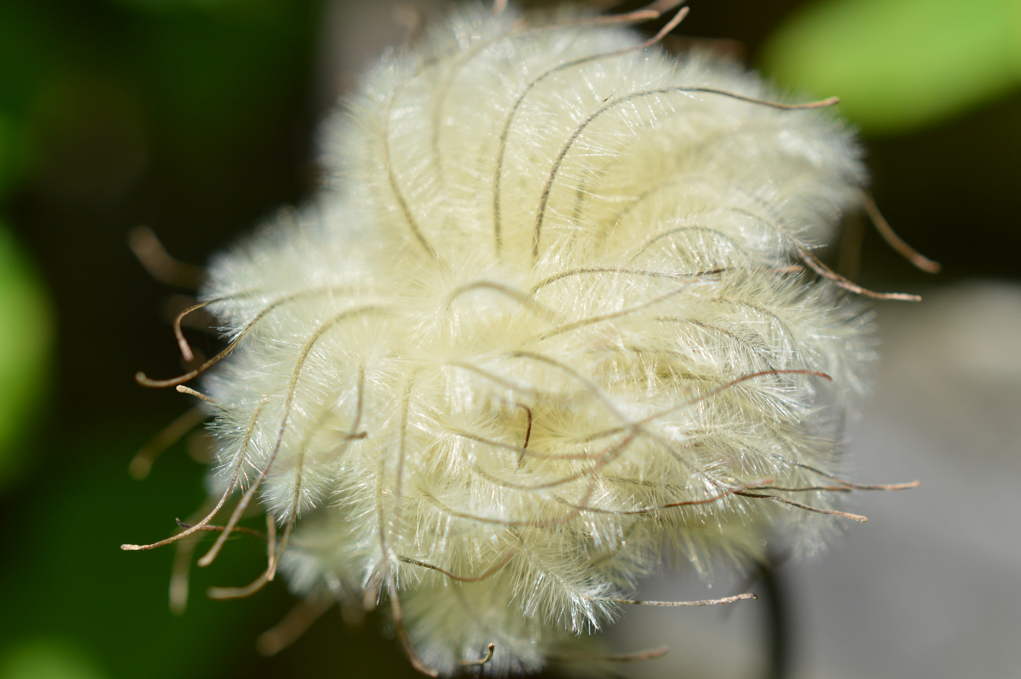Nikon AF-S DX Micro Nikkor 40mm F2.8 sample photo. Cool photography