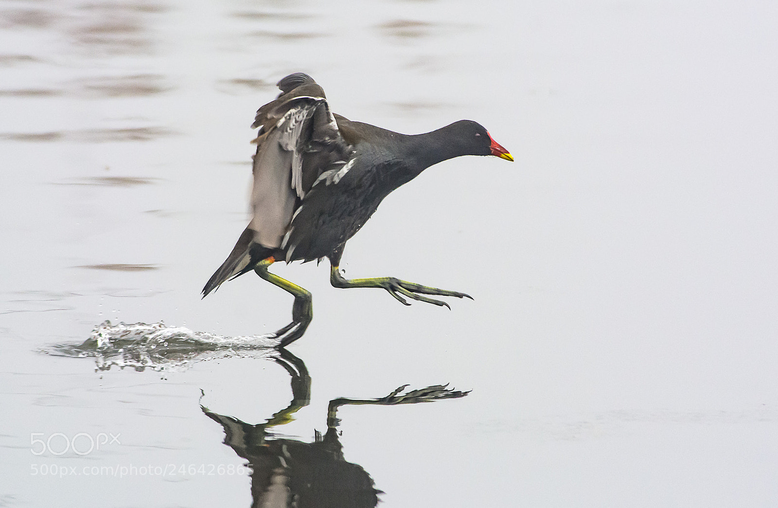 Nikon D7100 sample photo. Moorhen photography