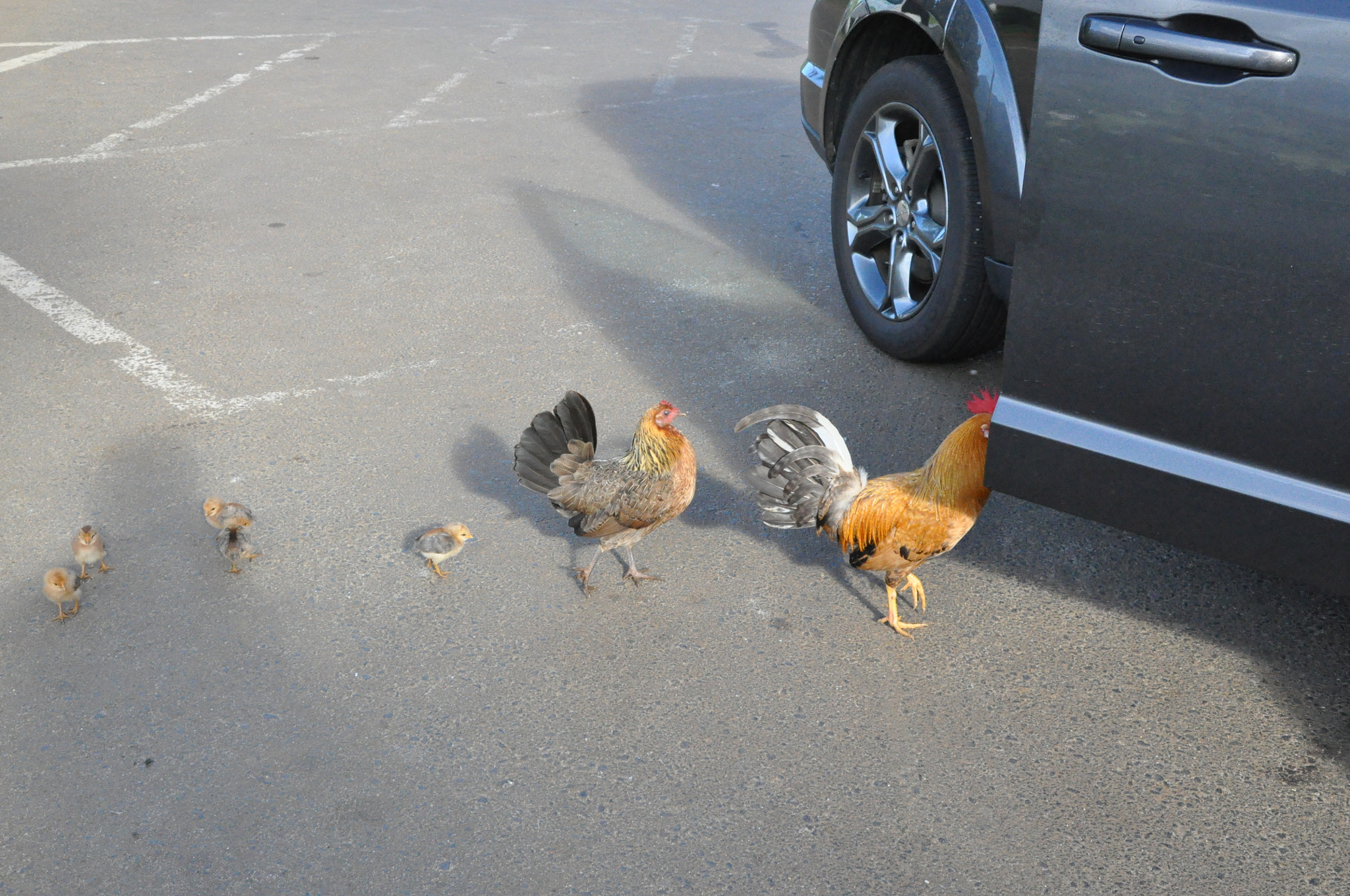 Nikon D90 sample photo. Let’s get back to the car photography