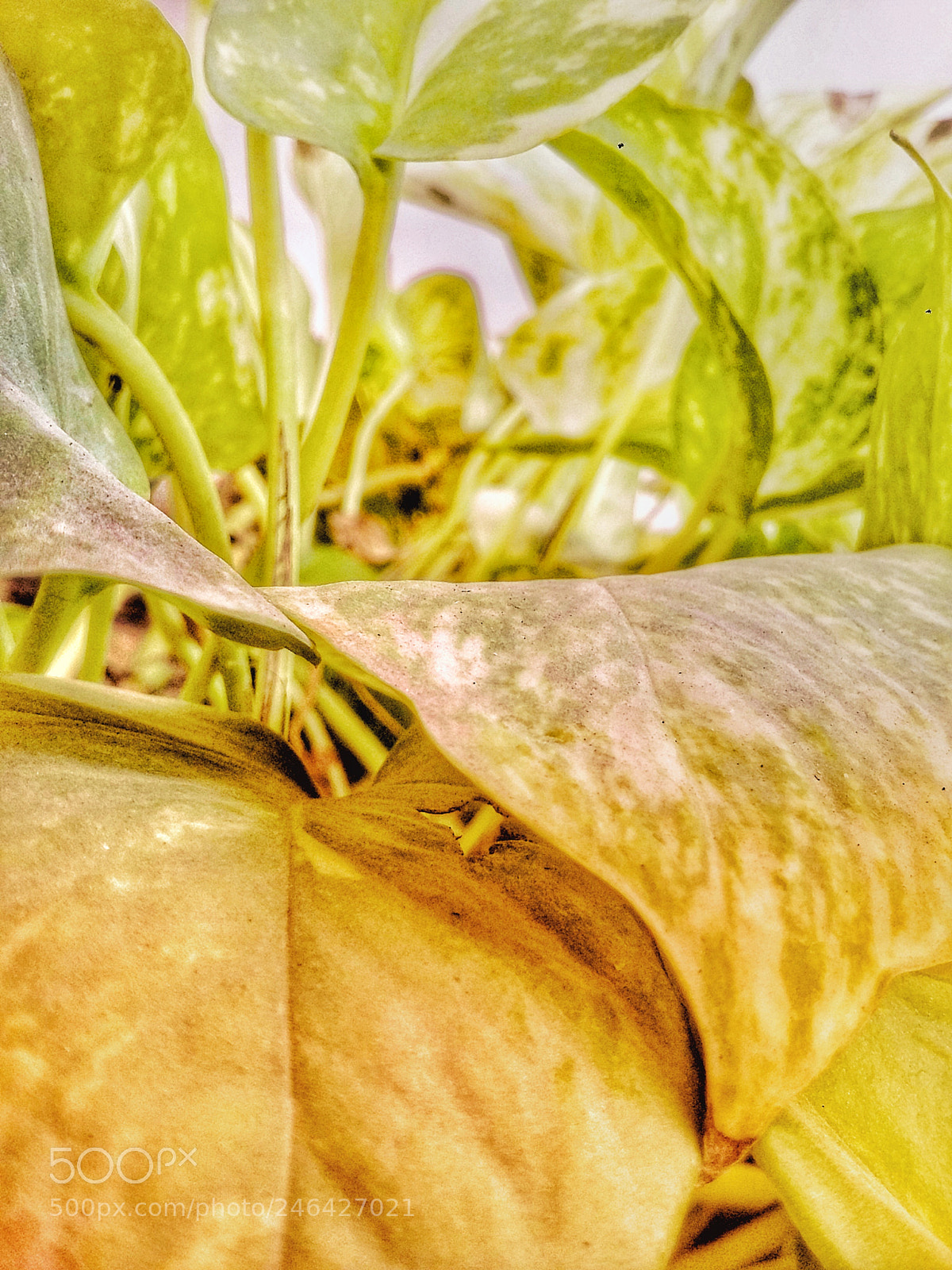 Samsung Galaxy Grand Prime sample photo. Untitled photography