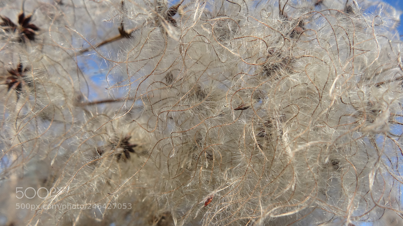Sony Cyber-shot DSC-HX20V sample photo. Arabesque photography