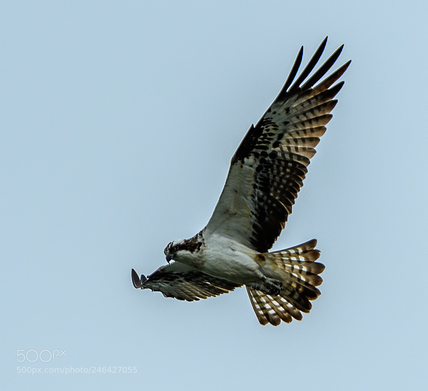 Nikon D500 sample photo. Osprey flying at rutland photography