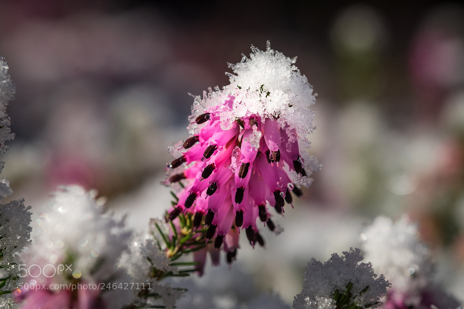 Fujifilm X-T1 sample photo. Schneeheide (erica carnea) photography