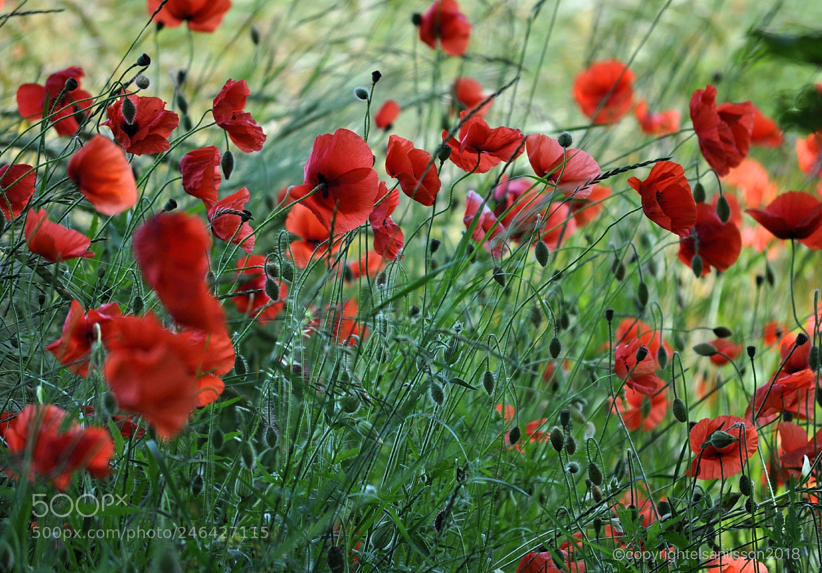 Nikon D5000 sample photo. Flower field photography
