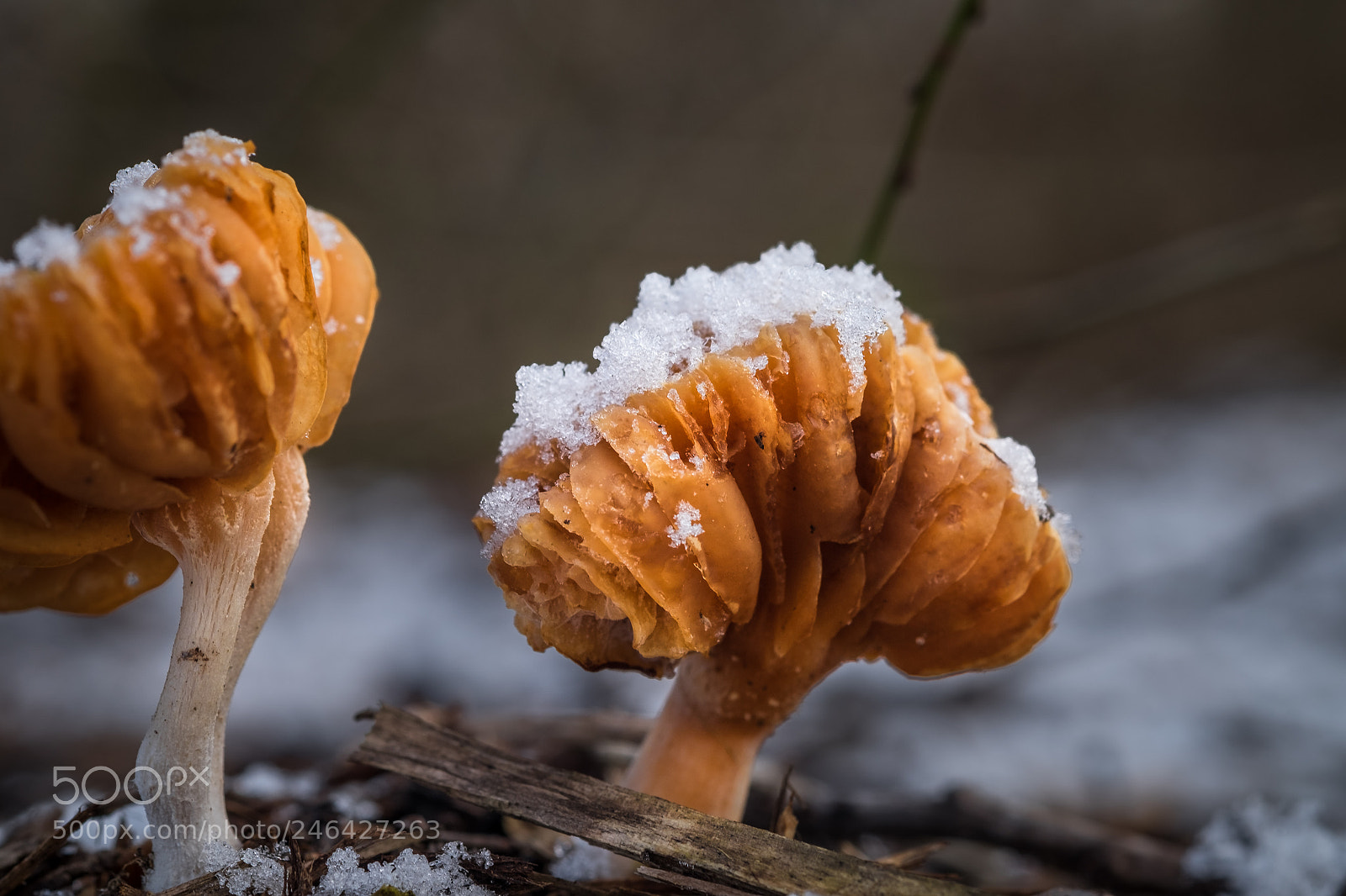 Fujifilm X-T1 sample photo. Mushrooms with snow cap photography