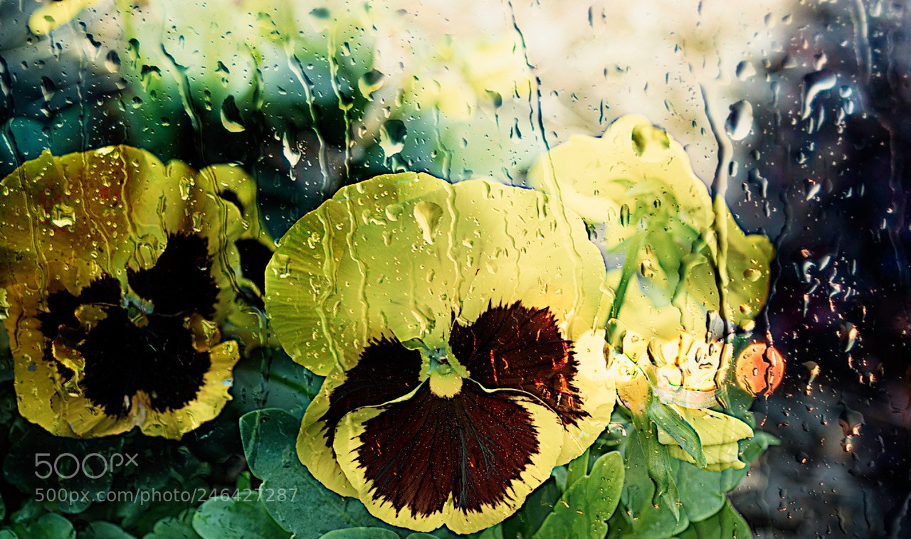 Nikon D500 sample photo. Little rain photography