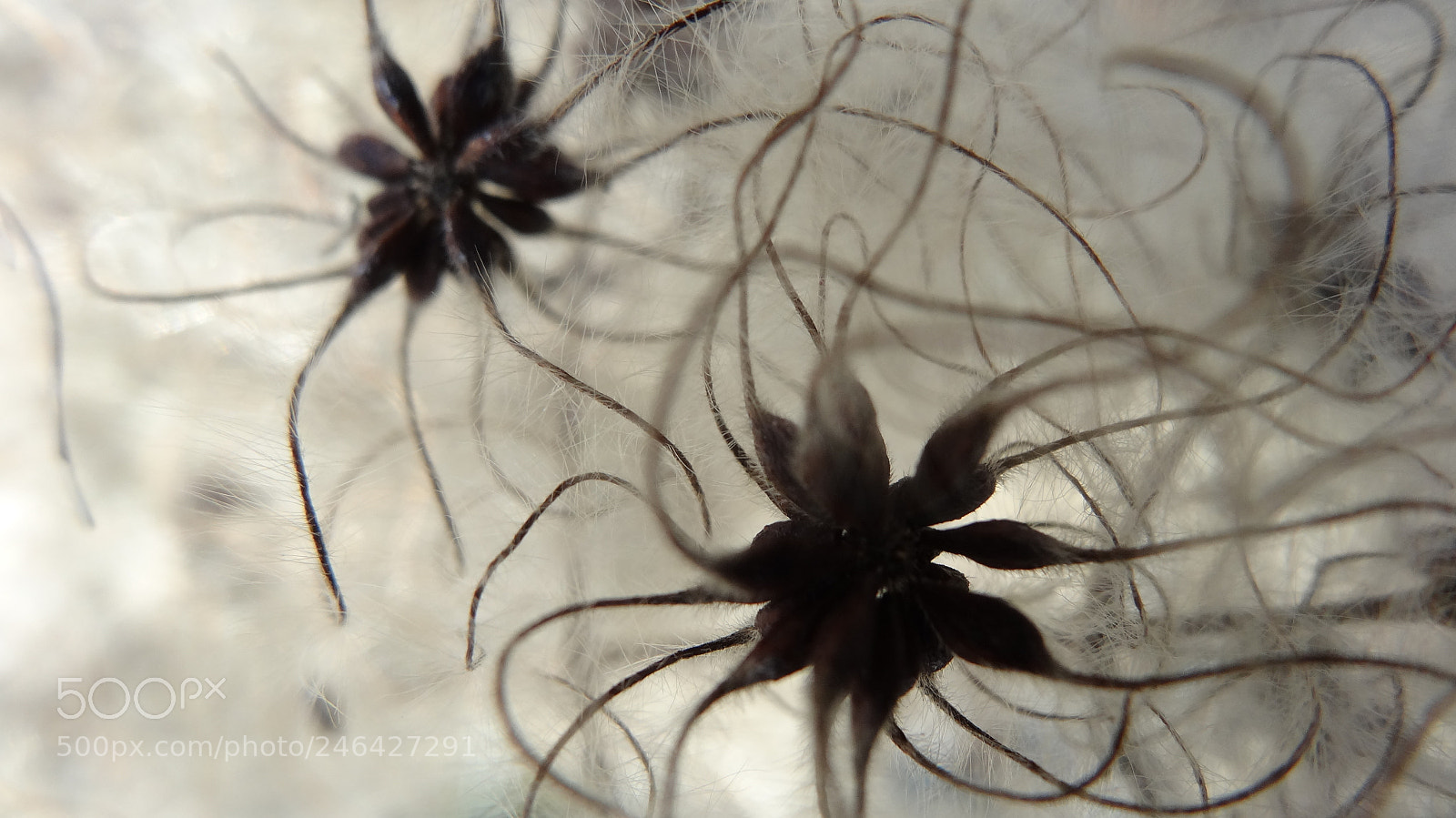 Sony Cyber-shot DSC-HX20V sample photo. Alien seeds photography