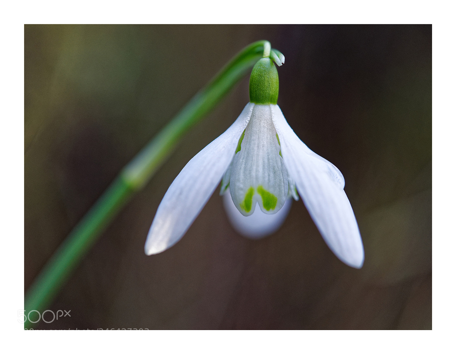 Sony a7 sample photo. Snowdrop photography