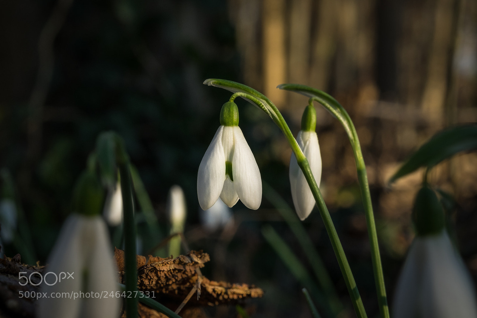 Fujifilm X-T1 sample photo. Snowdrop in the sun photography