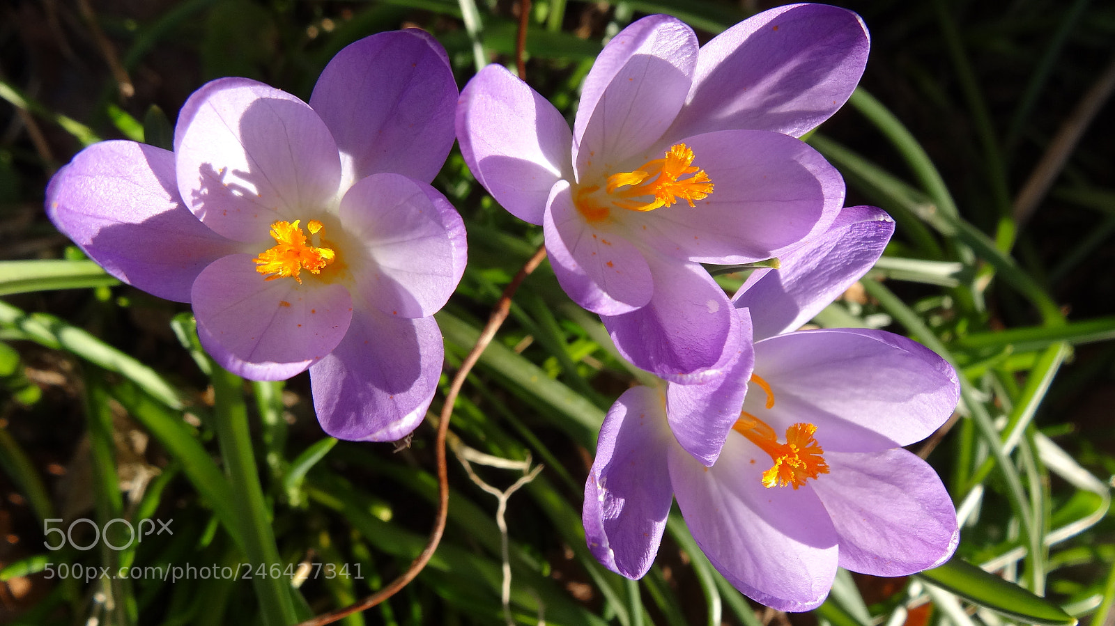 Sony Cyber-shot DSC-HX20V sample photo. Three graces photography