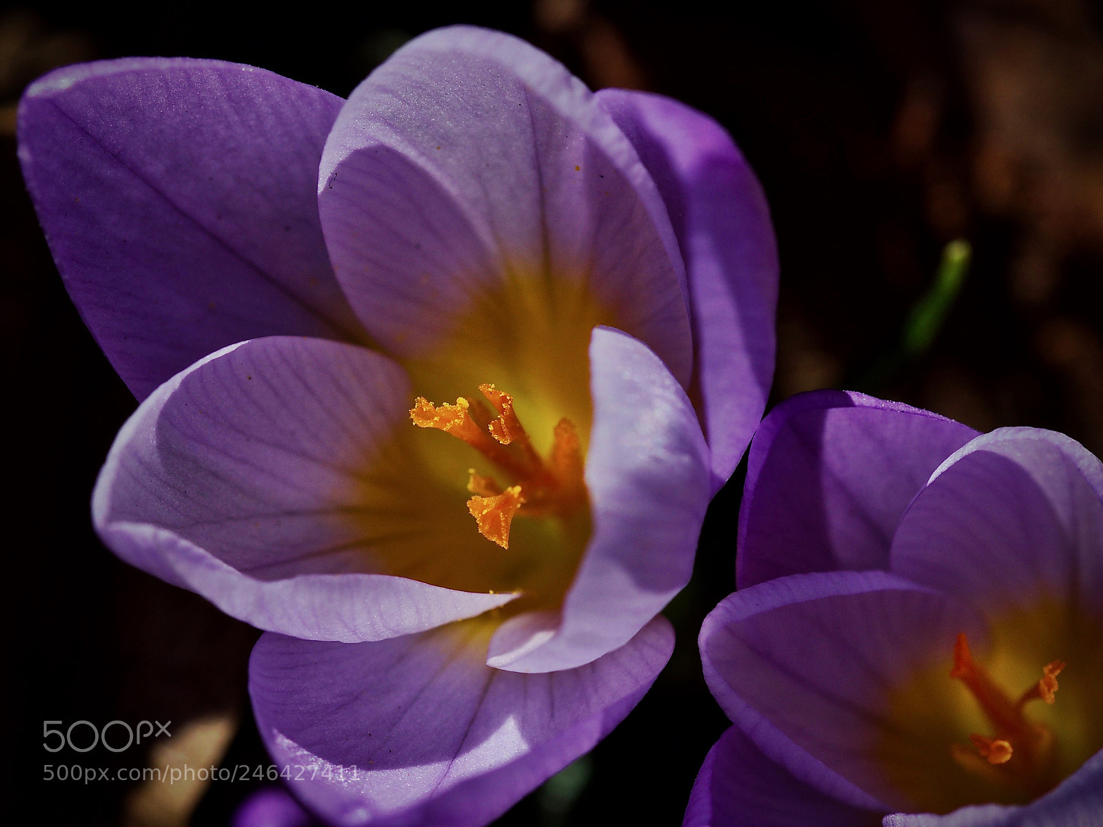 Olympus OM-D E-M5 II sample photo. Crocus blooming in the photography