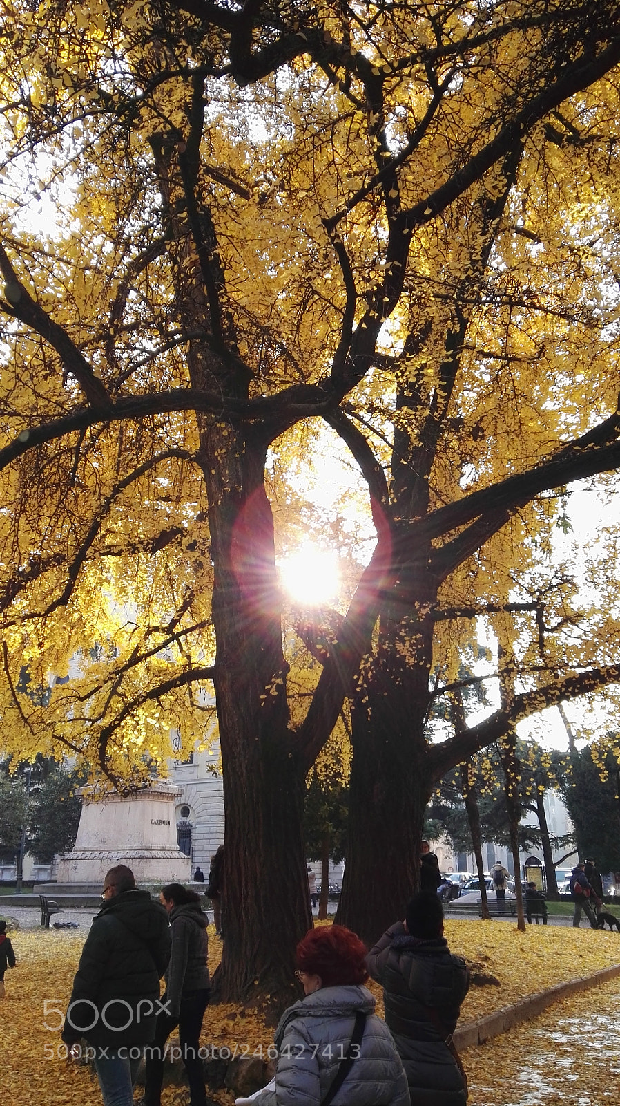 HUAWEI P8 sample photo. Yellow tree in verona photography