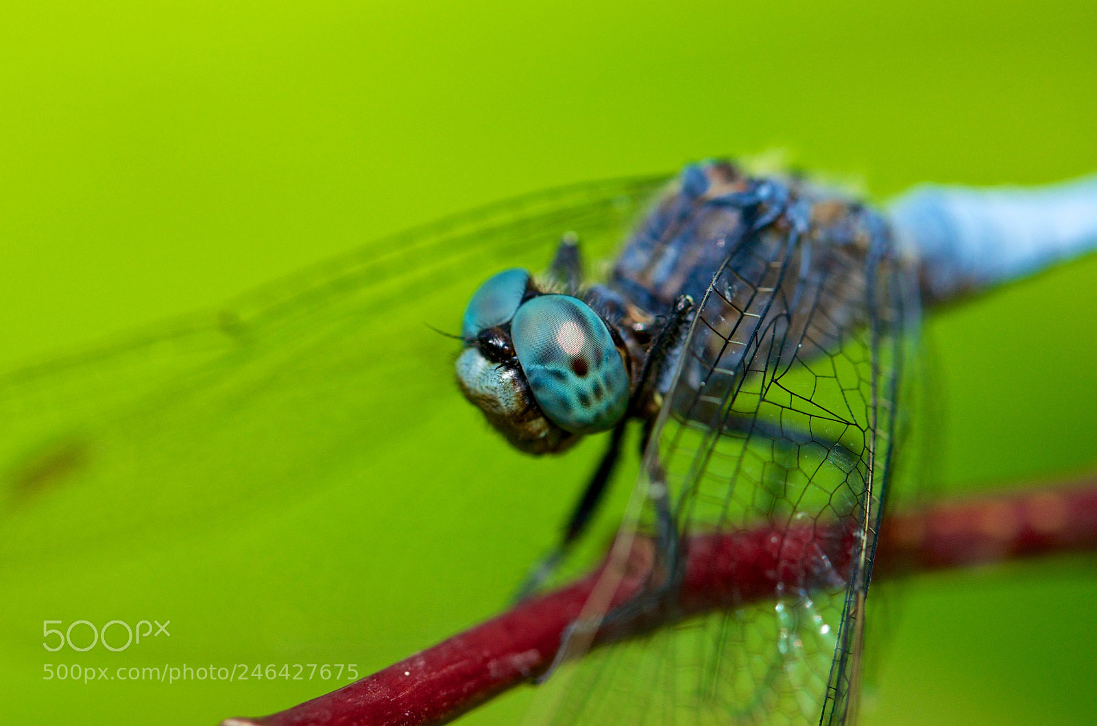 Nikon D5100 sample photo. Libelle photography