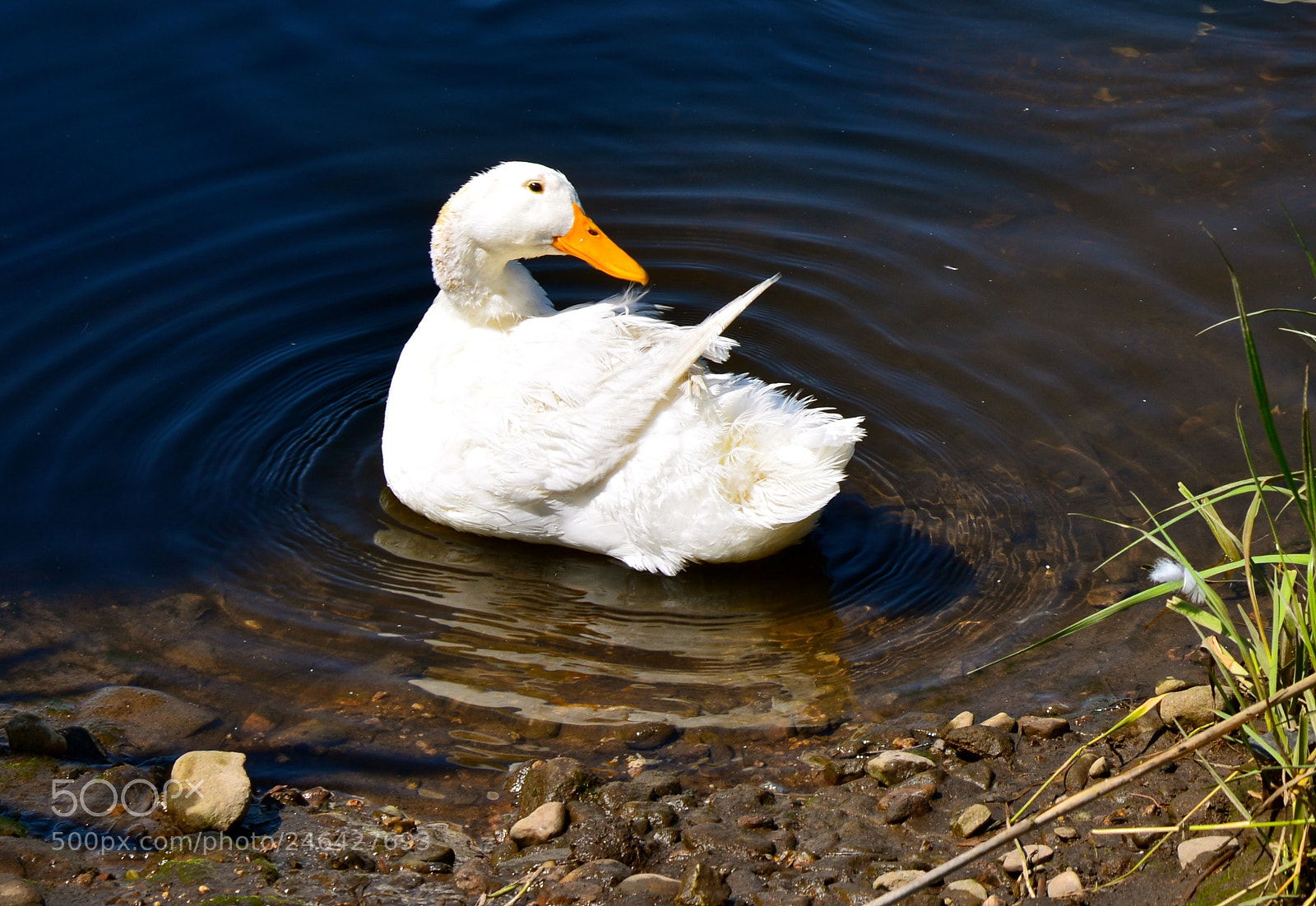 Nikon D600 sample photo. Morning ritual photography