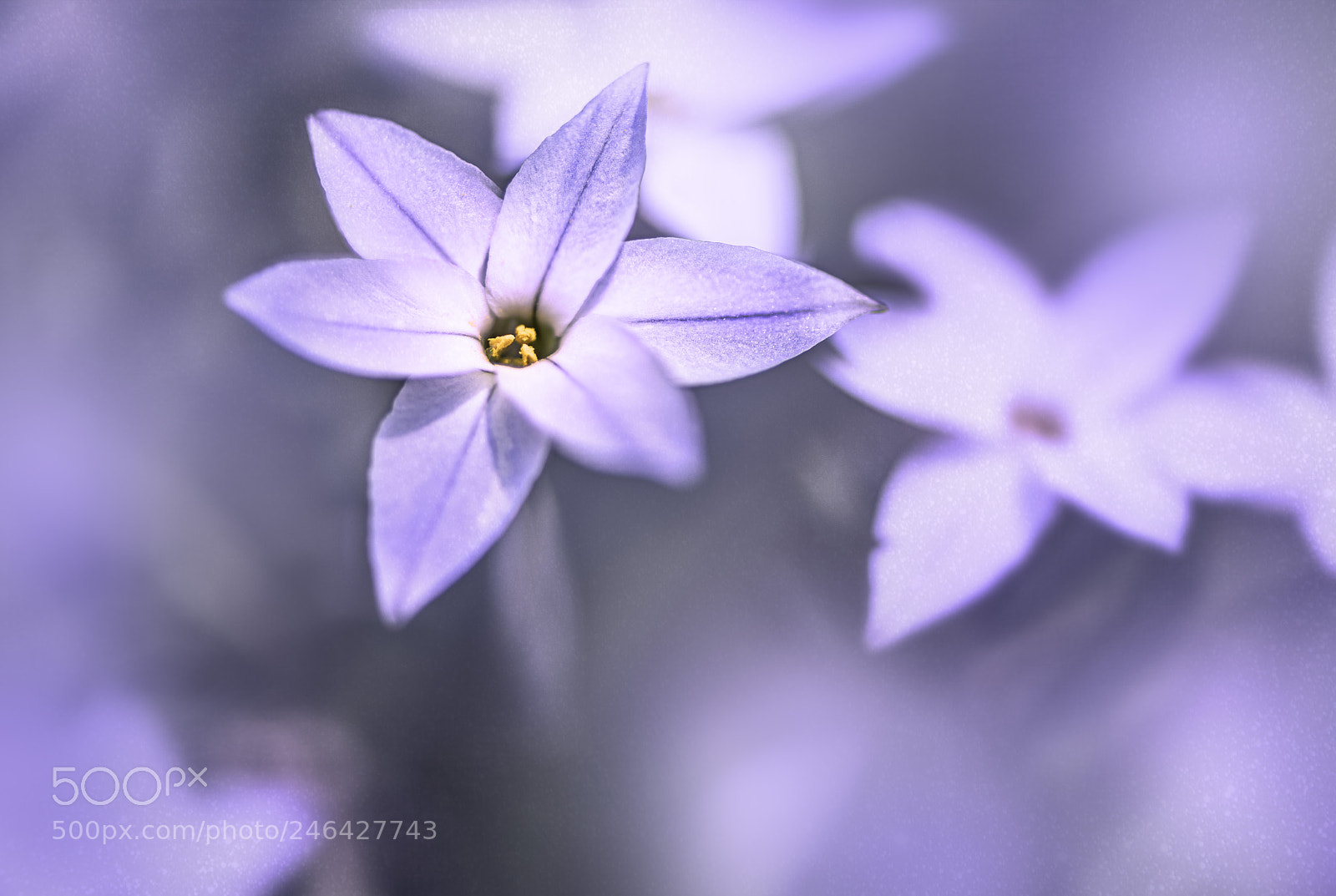 Nikon D810 sample photo. Simple photography