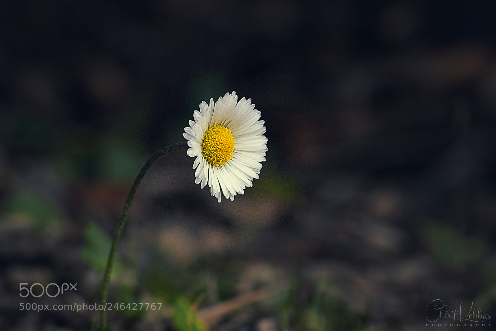 Nikon D300 sample photo. The winter daisy. photography