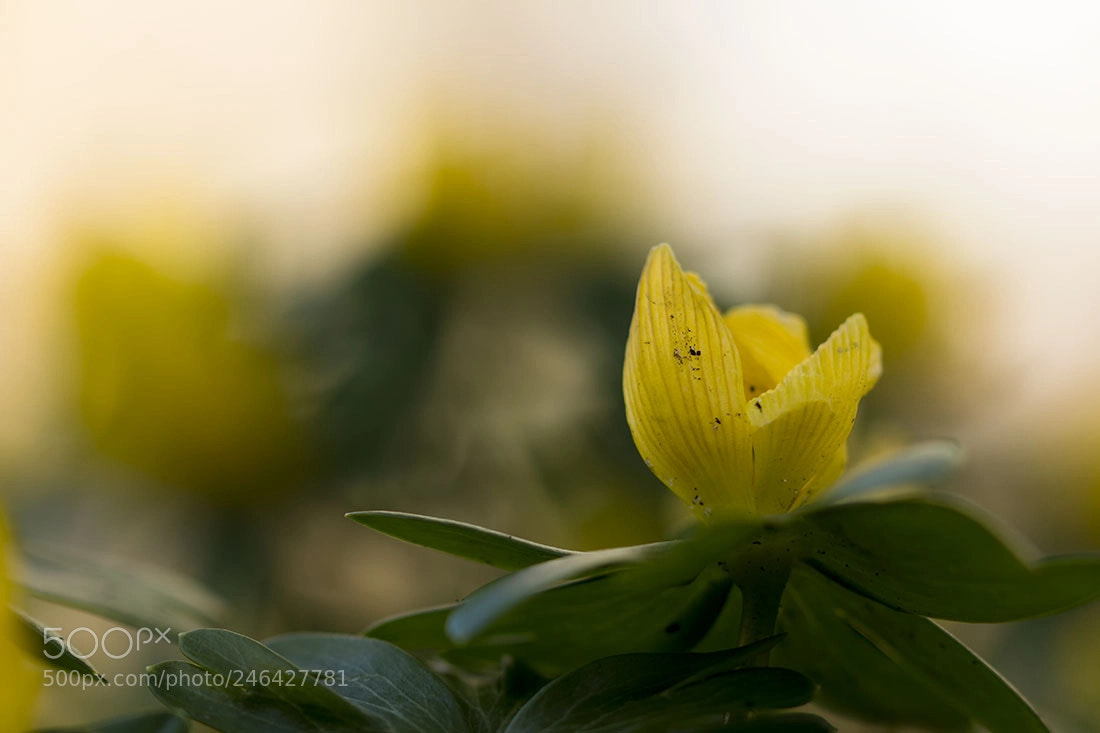 Canon EOS 650D (EOS Rebel T4i / EOS Kiss X6i) sample photo. Winter aconite photography