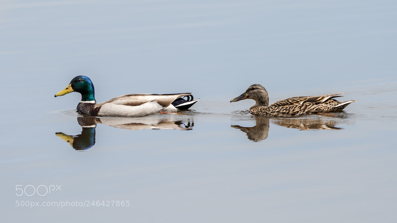 Nikon D500 sample photo. Mallard couple photography