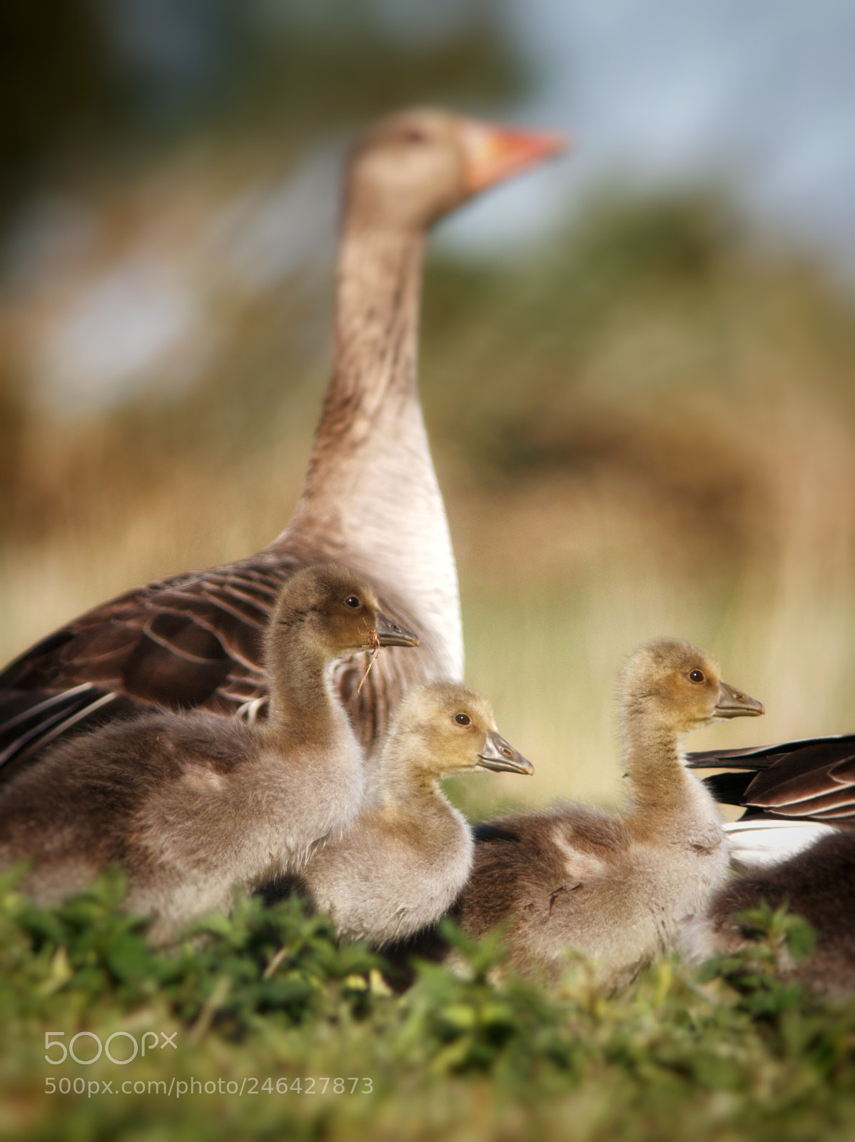 Canon EOS 30D sample photo. Gray goose photography